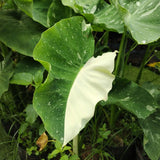 Elephant Ear Plants, Green White Colocasia Plant, Colocasia Alocasia Esculenta Taro for Indoor Outdoor Gardens, Very Cold Hardy