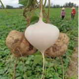 24 Jicama Seeds for Planting, Garden Vegetable Seeds for Home Growing