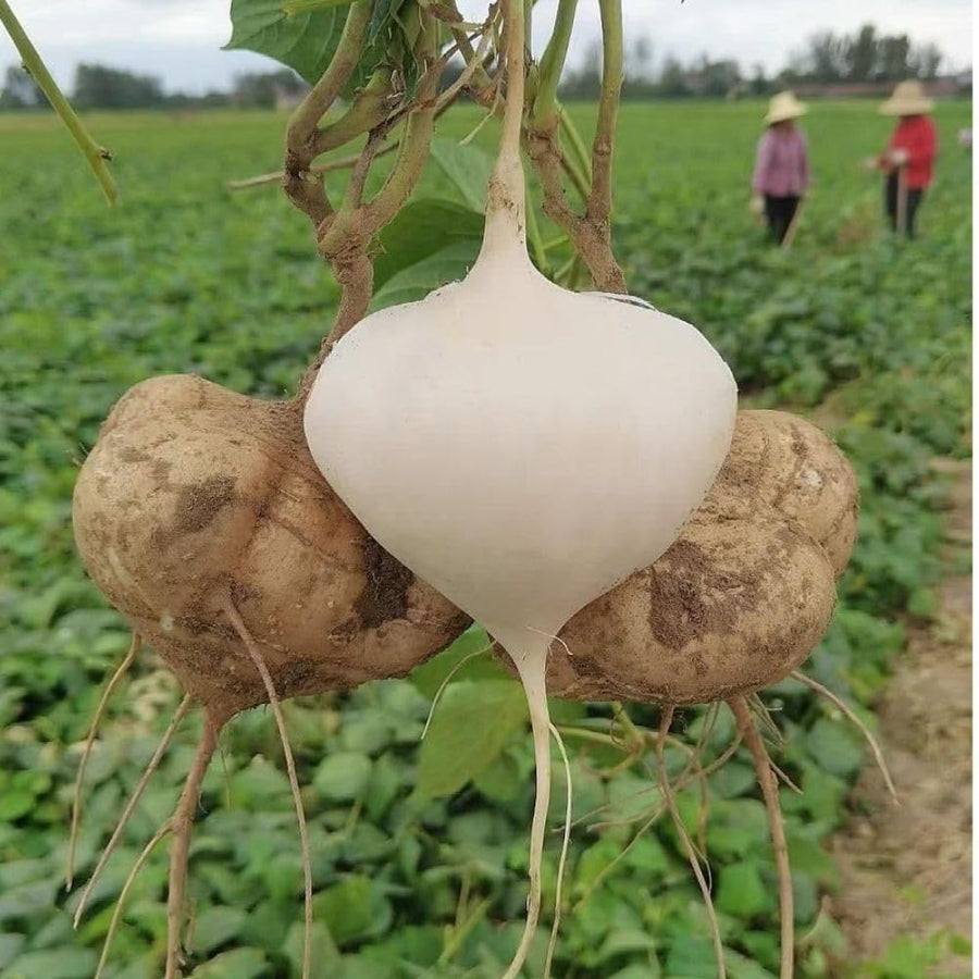 24 Jicama Seeds for Planting, Garden Vegetable Seeds for Home Growing