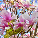 Saucer Magnolia Plant Live, 6-12 Inch Tall, Magnolia Tree in 2.5” Pot, Flowering Ornamental Tree