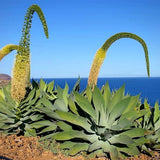 Green Agave Live Plant, 8 Inches Tall in 4 Inch Pot, Agave Succulent Plant for Indoor or Outdoor Growing