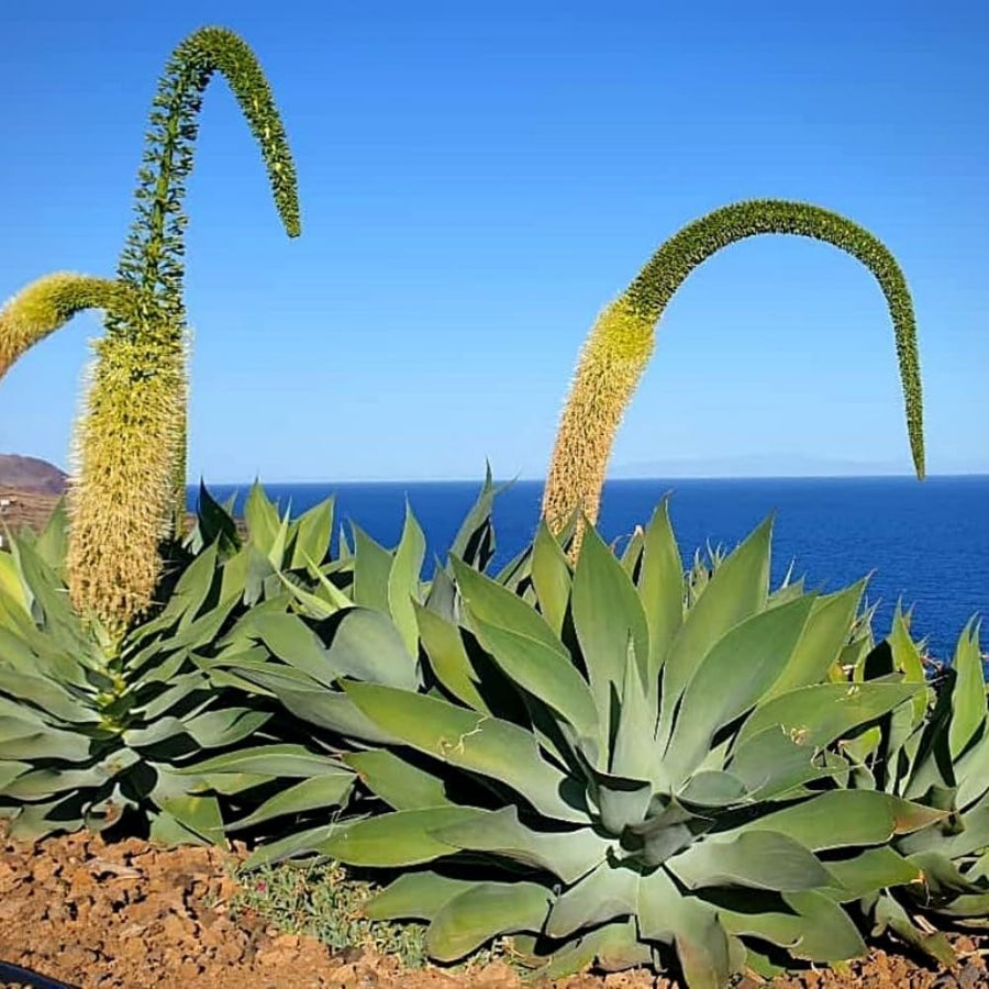 Green Agave Live Plant, 8 Inches Tall in 4 Inch Pot, Agave Succulent Plant for Indoor or Outdoor Growing