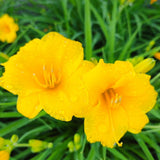 5 Pale Yellow Daylily Roots, Hardy Perennial Flower for Garden Beds and Borders Planting, Easy Care, Ready to Grow