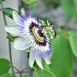 Blue Passion Flower Plant - Blue Passion Flower Vine Live Plant - Size 5 to 7 Inch Tall, Passiflora Flowers Starter Plant, Without Pot