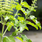 Set 6 Holy Basil Plant,Tusil Basil, Live Herb Plant, 3 to 5 Inch for Growing