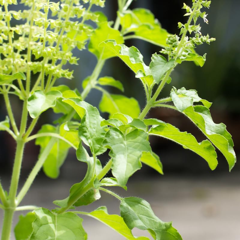 Set 6 Holy Basil Plant,Tusil Basil, Live Herb Plant, 3 to 5 Inch for Growing