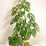 2 Swiss Cheese Plants Live, Monstera Live Plants, Swiss Cheese Philodendron House Plants for Planting, Rare Leaf Monstera 4 to 6 Leaves (Monstera Adansonii Narrow Leaf)