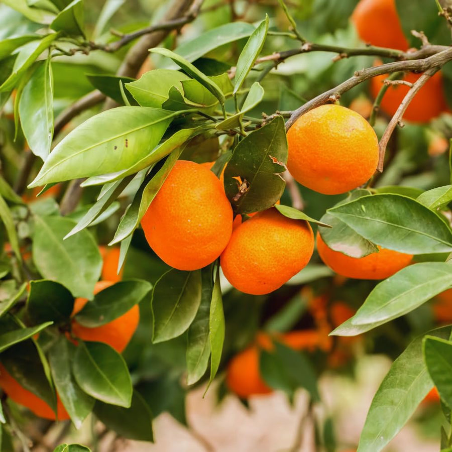 Calamondin Tree Live Plant, Calamansi Plant Live from 3 Feet to 4 Feet Long, Gardening Outdoor