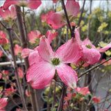 Pink Dogwood Tree Plant Live, Flowering Dogwood Plant 6-12 Inches Tall in Quart Pot, Hardy Ornamental Tree for Outdoor Garden