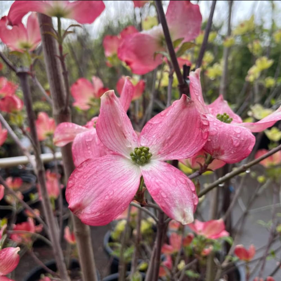 Pink Dogwood Tree Plant Live, Flowering Dogwood Plant 6-12 Inches Tall in Quart Pot, Hardy Ornamental Tree for Outdoor Garden