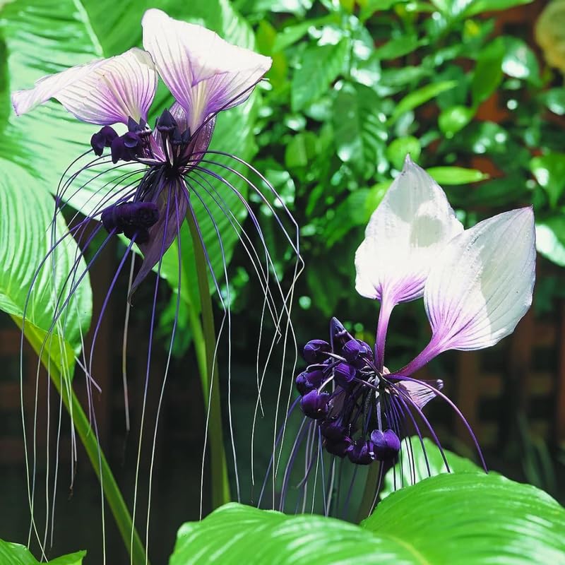 8"-14" Tropical White Bat Orchird Flower Plant Live, White Bat Tacca Chantrieri Houseplant, Indoor Outdoor Growing