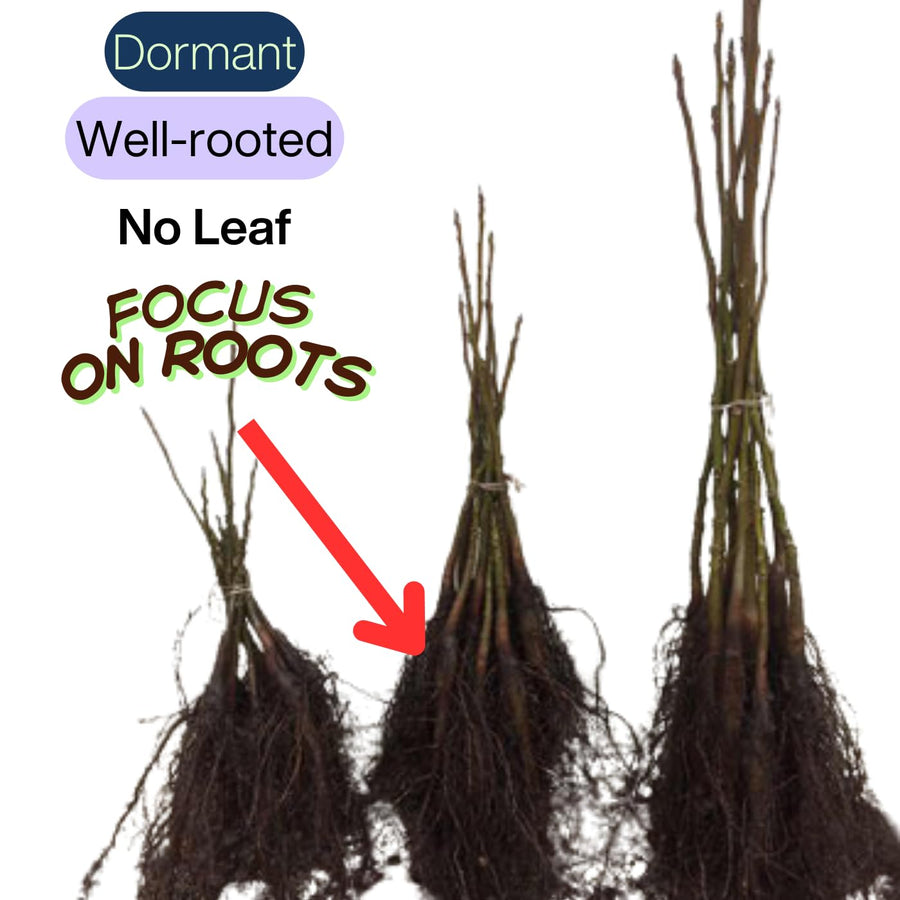 White Walnut Tree Live Plant in Gallon Pot, Dormant Butternut Tree 1 to 2 Year Old Well-Rooted for Planting, Cannot Ship to CA