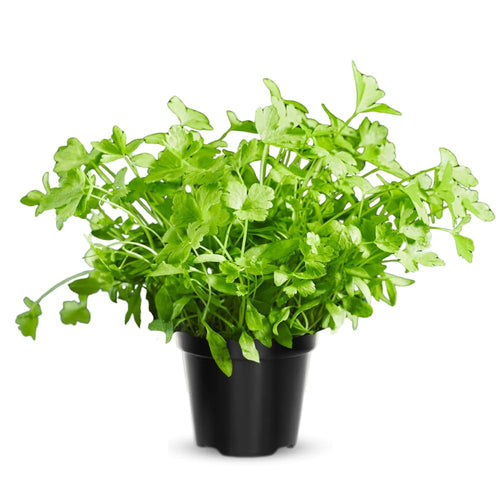 Parsley Plants Live for Planting Indoor Outdoor, Set 3 Plants, Live Parsley Plants for Garden, 4 to 6 Inches Tall