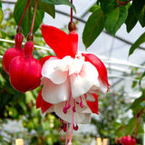 Pink White Fuchsia Plant Live in 5-Inch Pot, Hanging Basket Flower, Hardy Fuchsia Vine for Shade Gardens, USDA Zones 8-11