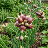 Pack of 150 Walking Onion Seeds for Planting, Walking Onion Seeds, Perennial Onion Seed, Easy Care Edible Plant for Container and Outdoor Garden