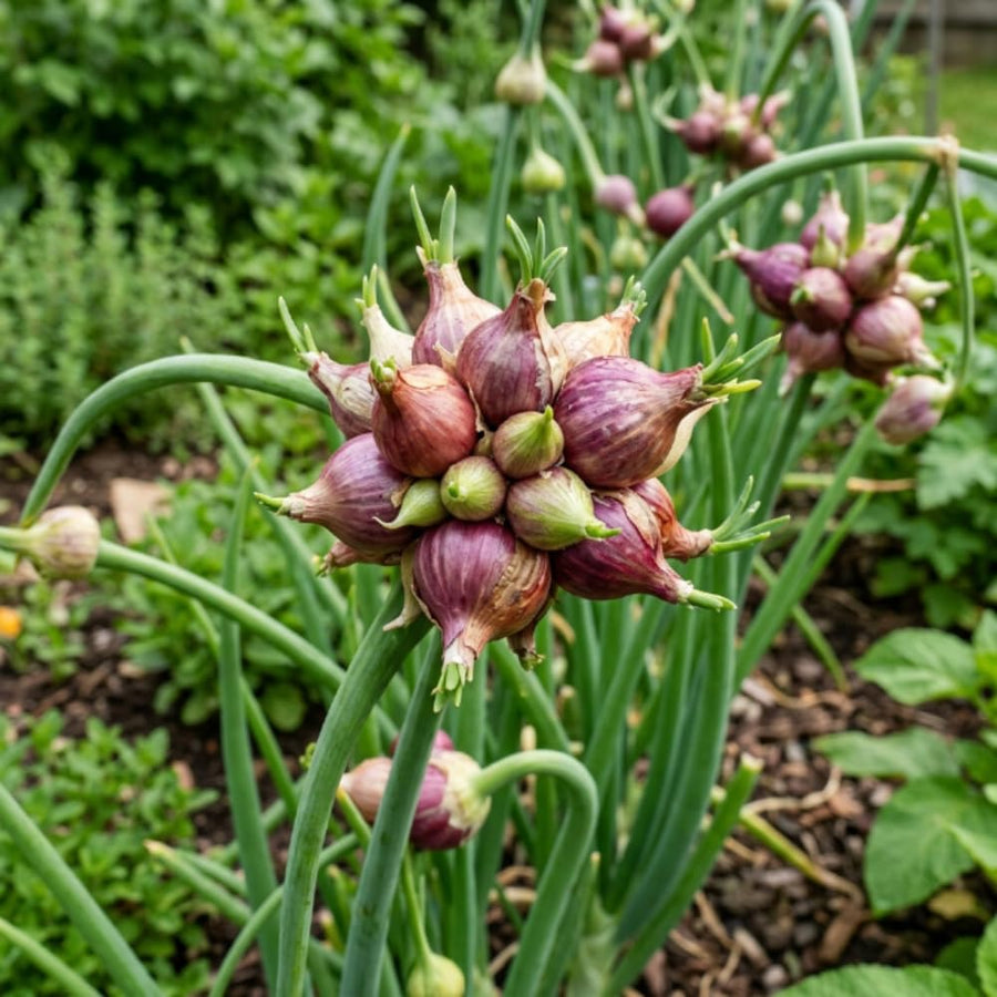 Pack of 150 Walking Onion Seeds for Planting, Walking Onion Seeds, Perennial Onion Seed, Easy Care Edible Plant for Container and Outdoor Garden