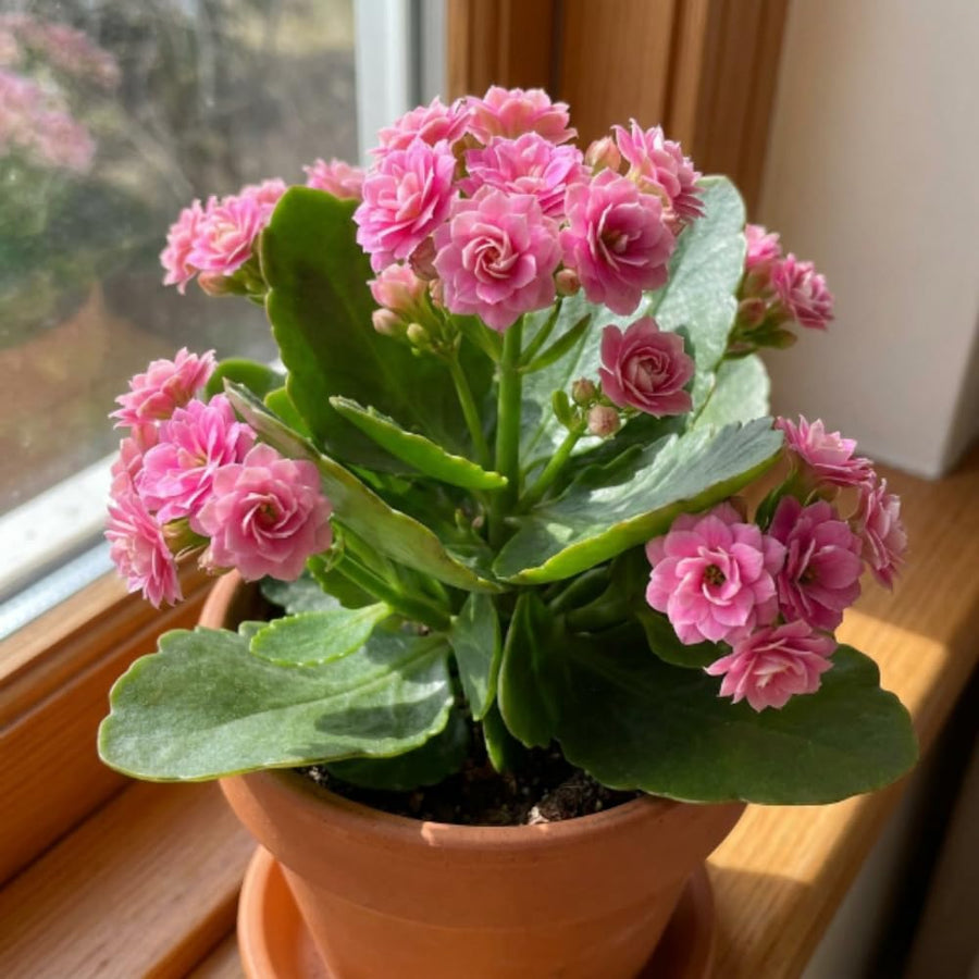 Double Pink Kalanchoe Live Plant, Double Pink Kalanchoe with Flowers, Vibrant Blooms 4-7 Inches Tall in Pot for Indoor Outdoor Houseplant