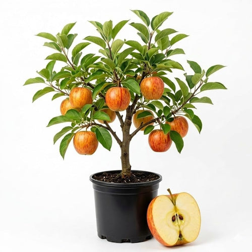 Sweet Apple Tree 2–3 Ft Tall, Fruit Apple Tree Plant for Outdoor Garden, Sweet Crisp Apples for Backyard Orchard or Home Garden Growing