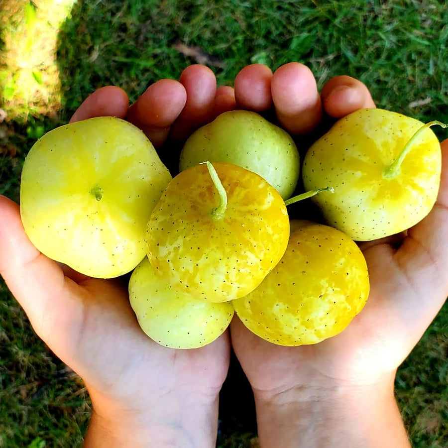 Lemon Cucumber Plants Live, 6-8 Inches Tall in 4 Inch Pot, 2 Plants Per Pot, Vegetable Plants for Garden or Containers
