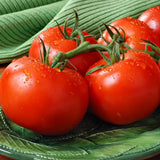 Lot 4 Tomato Plants Live for Planting Outdoors, Large and Juicy Tomatoes, Well Rooted, 6 to 8 Inch - Big Boy Tomato