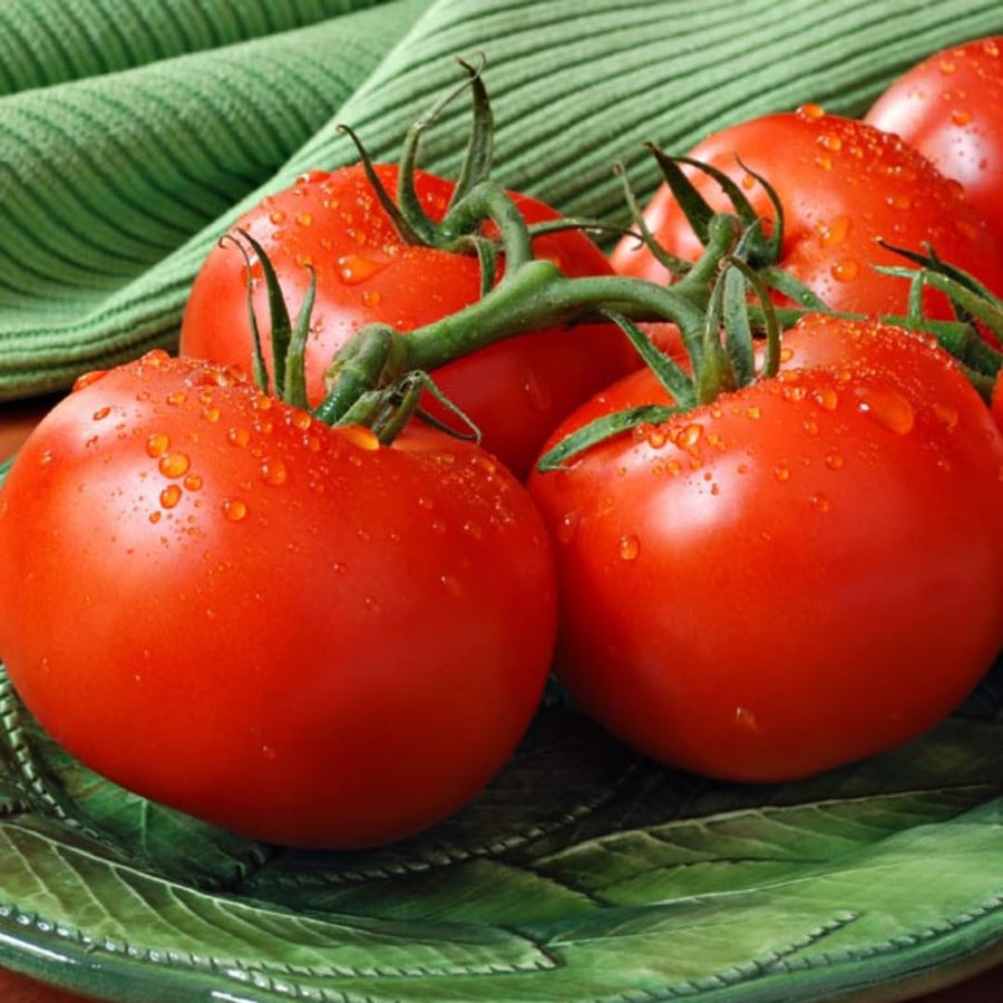 Lot 4 Tomato Plants Live for Planting Outdoors, Large and Juicy Tomatoes, Well Rooted, 6 to 8 Inch - Big Boy Tomato