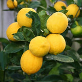 Lemon Plant Live, 2-4 Inches Tall, Dwarf Citrus Tree Starter for Indoor or Outdoor Growing, in 4" Pot