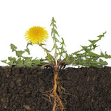 Dandelion Live Plant in 4'' Pot, Hardy Yellow Dandelion Flower Plant, Live Dandelion Plant, Edible Herb for Garden, 4-6 Inch Tall