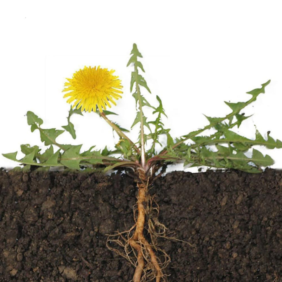 Dandelion Live Plant in 4'' Pot, Hardy Yellow Dandelion Flower Plant, Live Dandelion Plant, Edible Herb for Garden, 4-6 Inch Tall