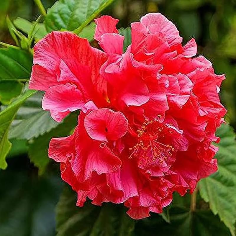Hibiscus Plant Live, Hardy Hibiscus Flowers for Outdoor Landscapes, 5-9 Inch Height, Ornamental Hibiscus Bush Shrub, Well-Rooted, No Pot