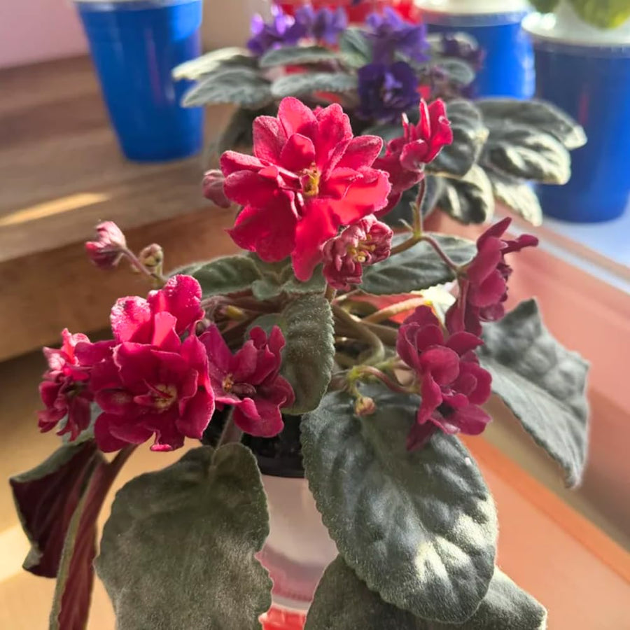 African Violets Live Plants, African Violet Plant Live in 4 Inches Pot, Violets Flowers Houseplant, 4-7 Inches Tall for Home Office Decor (Burgundy Red)