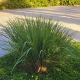2 Citronella Grass Plants Live, Live Citronella Grass Plants, 4 to 6 Inc Tall, Citronella Grass Live Plants Indoor Outdoor