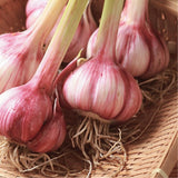 1 LB Jumbo Size Red Chesnok Garlic for Planting in Spring, Softneck Hardneck Garlic Bulbs for Planting, Fresh and High Yield, Cold Hardy, Fast-Growing, 5-6 Bulbs Garlic