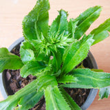 Culantro Plant Live, Culinary Herb Live Plant, 4 Inches Tall in 3.5 Inch Pot, Perennial Garden Beds