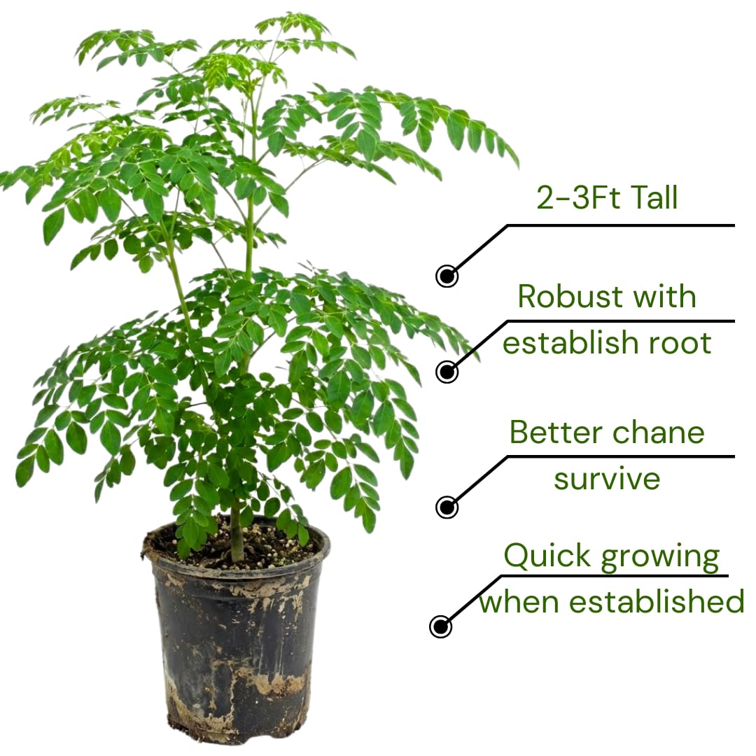 2 Moringa Plant Live Tree 1-2 Feet Tall in Pot, Malunggay Plant Live, Moringa Oleifera Tree Plant Live, Drumstick Horseradish, No CA