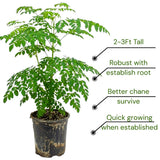 2 Moringa Plant Live Tree 1-2 Feet Tall in Pot, Malunggay Plant Live, Moringa Oleifera Tree Plant Live, Drumstick Horseradish, No CA