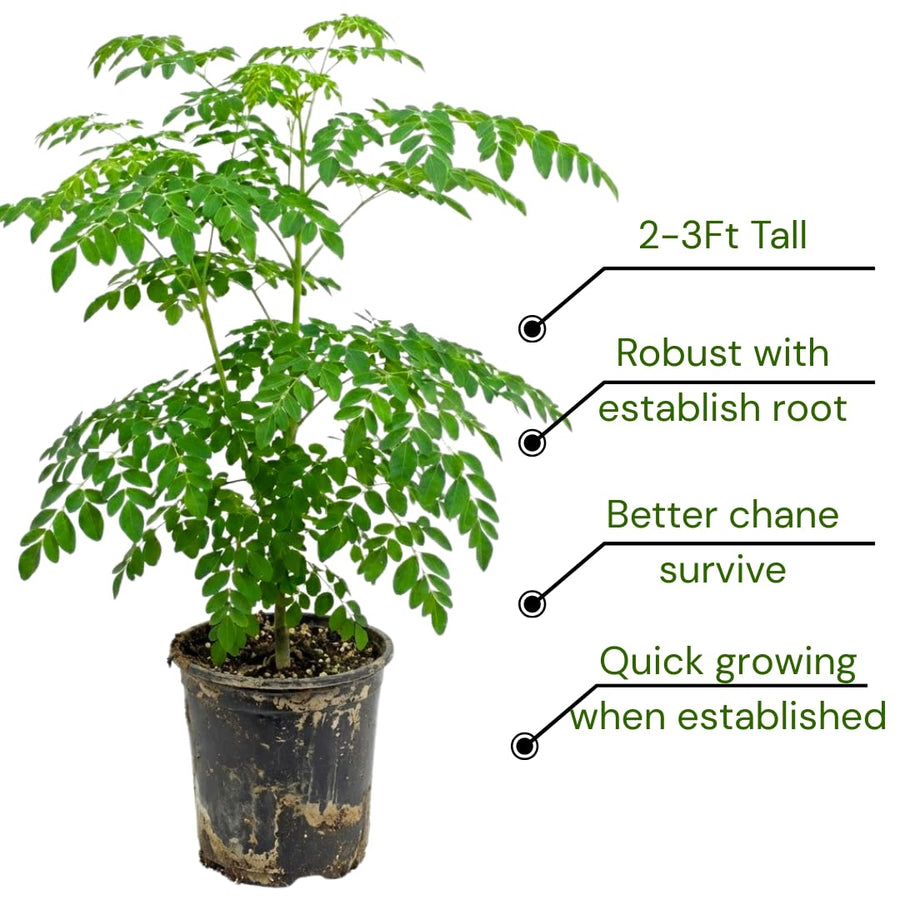 2 Moringa Plant Live Tree 1-2 Feet Tall in Pot, Malunggay Plant Live, Moringa Oleifera Tree Plant Live, Drumstick Horseradish, No CA