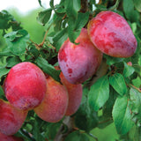 Set of 2 Plum Trees Live Plant, 1 Year Old Seedlings Live Plants, Dormant and Bare Root, Cold Hardy