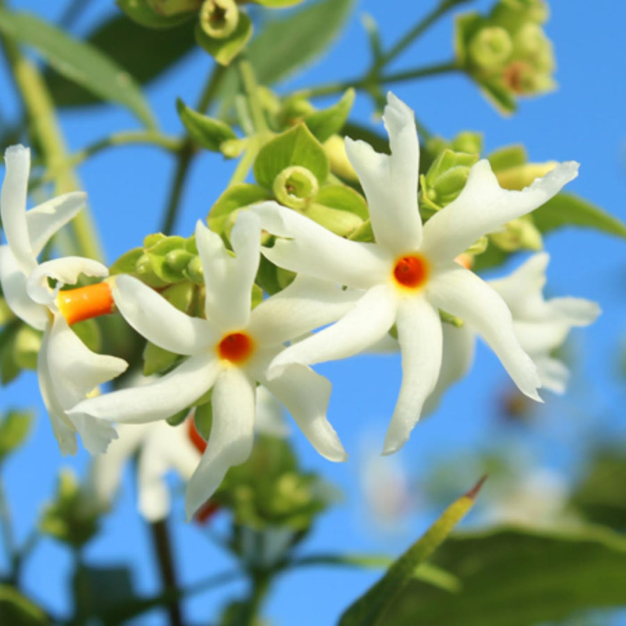 Fragrant Night Flowering Jasmine Tree Plants Live in Half Gallon Pot, Nyctanthes Parijat Jasmine Flower Plant
