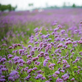 1200 Moss Verbena Seeds, Perennial Ground Cover, Purple Flower Seeds