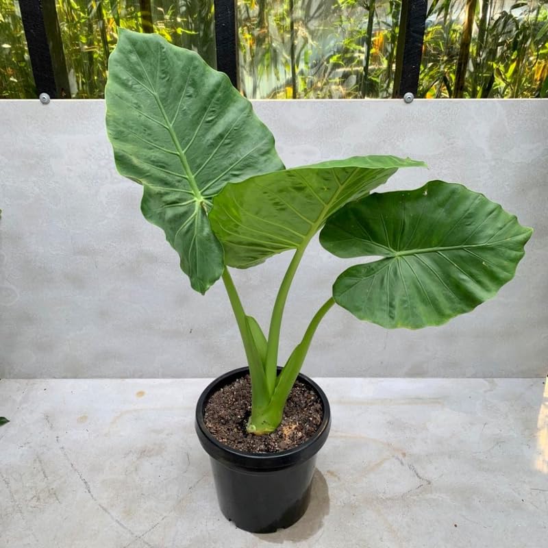 Alocasia Plant Live, Rare Elephant Ear Plant Indoor in 4 Inch Pot, Tropical Foliage, Compact Houseplant for Office, Room and Home Décor - Odora