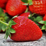Set 3 Everbearing Strawberry Plants, Well Rooted, Live Strawberry Plants for Outdoor Growing