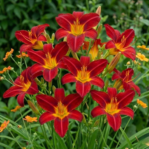 Pack 10 Daylily Bulbs for Planting Spring, Fast Blooming Hardy Perennial Lily Bare Roots for Outdoor Growing (October Day Lily)