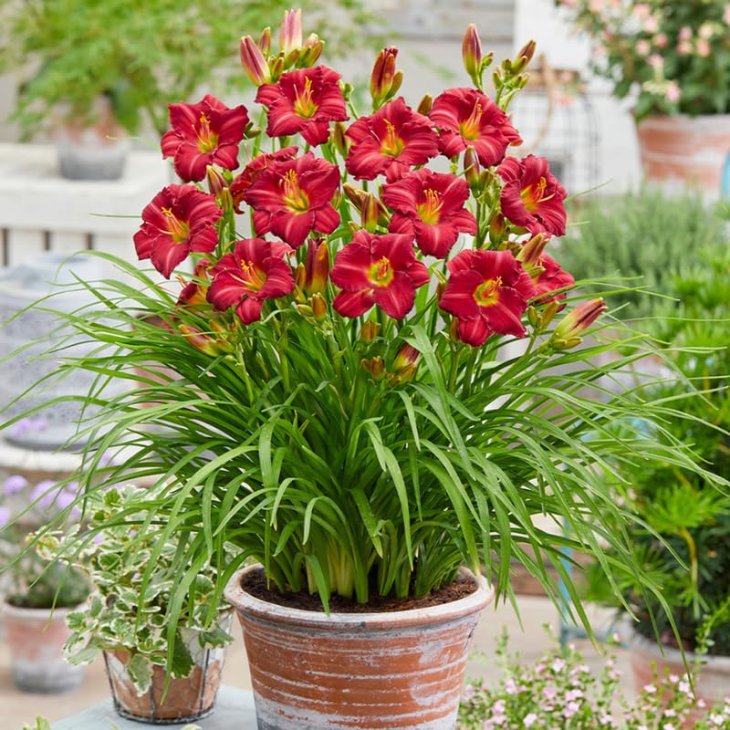 Pack 10 Daylily Bulbs for Planting Spring, Fast Blooming Hardy Perennial Lily Bare Roots for Outdoor Growing (Red Day Lily)
