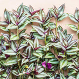4 Zebrina Wandering Jew Plants, Live Indoor Plant 3-5 Inches, Colorful Trailing Tradescantia for Home, Office and Hanging Baskets