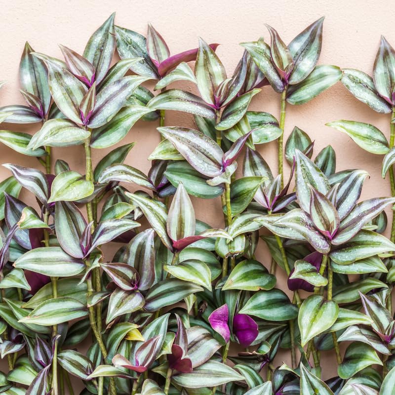4 Zebrina Wandering Jew Plants, Live Indoor Plant 3-5 Inches, Colorful Trailing Tradescantia for Home, Office and Hanging Baskets