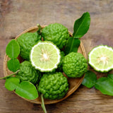 Grafted Green Lime Tree Live, 4 Feet Tall Citrus Plant for Outdoor or Container Growing, Fragrant Leaves and Fruit