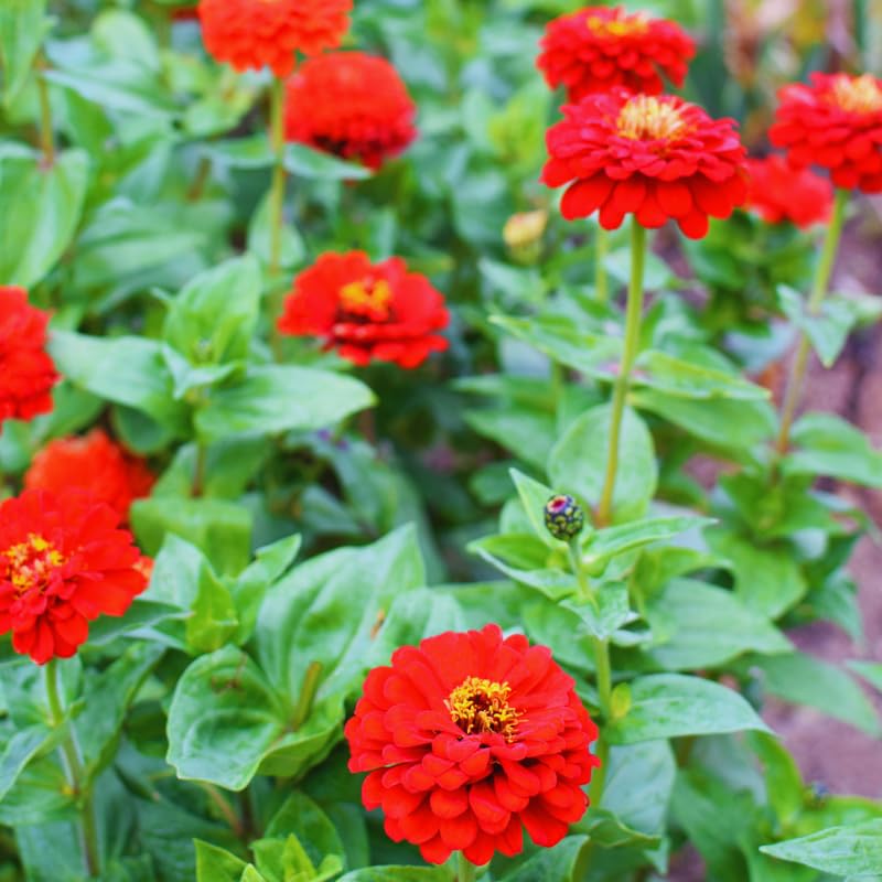 2 Red Zinnia Plants Live, Zinnia Live Plants for Planting, Flower Plant, 4 Inches Pot