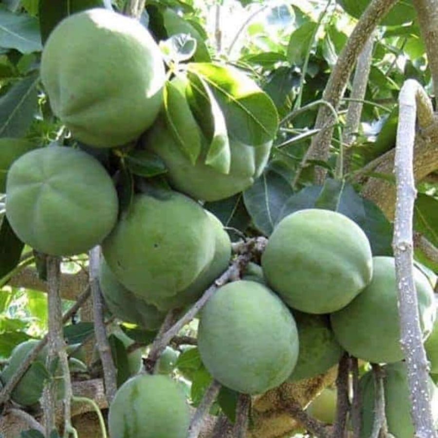 Live White Sapote Fruit Tree, Tropical Sapote Plant, 1.5 Feet Tall in a 1 Gallon Pot for Growing