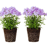 2 Lavender Verbena Plants Live for Planting, Colorful Blooming Flower Plant, Verbena Live Plants, 5 to 7 Inc Tall