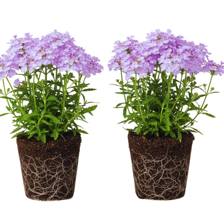 2 Lavender Verbena Plants Live for Planting, Colorful Blooming Flower Plant, Verbena Live Plants, 5 to 7 Inc Tall